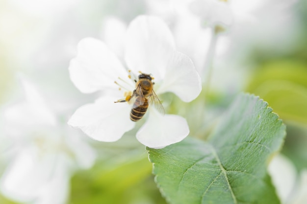 Sfondo banner con ape e rami di albero in fiore produzione di miele e concetto di primavera