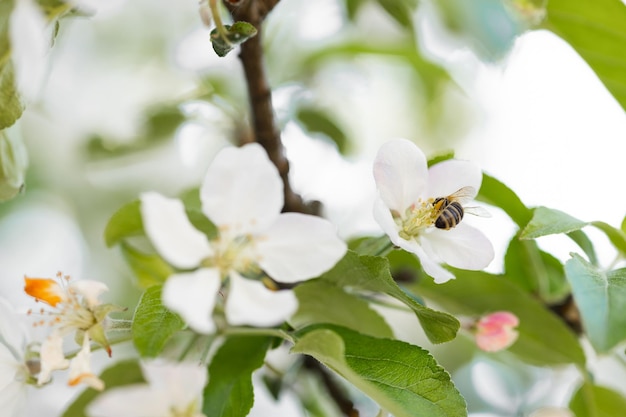 Sfondo banner con ape e rami di albero in fiore produzione di miele e concetto di primavera