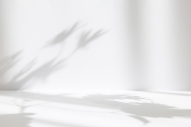 Sfondo bianco astratto per la presentazione del prodotto Stanza vuota con ombre di finestra e fiori e foglie di palma Stanza 3d con spazio per la copia Concerto estivo Sfondo sfocato