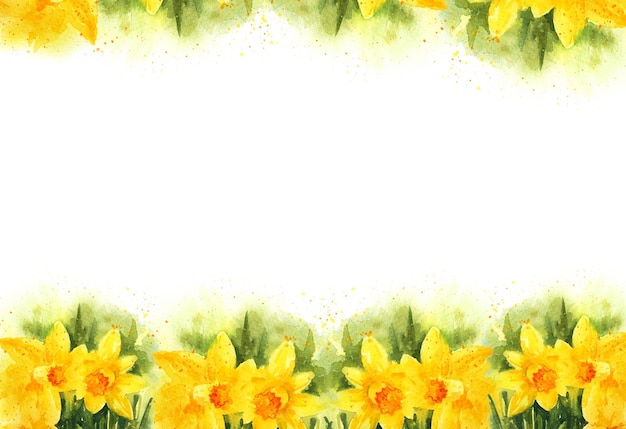 Sfondo bianco con acquerello giallo narciso fiori primaverili disegnati a mano schizzo illustrazione