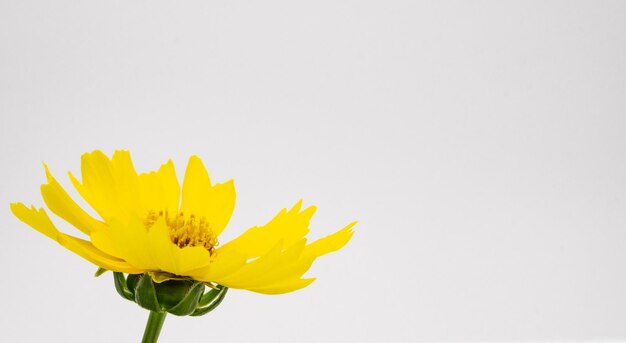 sfondo bianco con fiore giallo