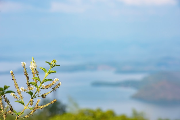 Sfondo bianco fiore Immagine sfocata della diga di Sri Nakarin