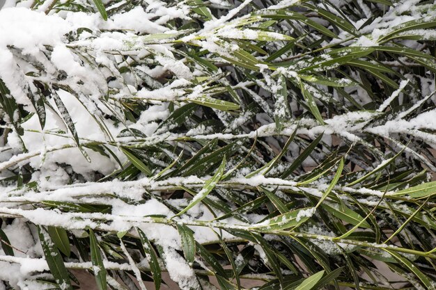 Sfondo bianco invernale con rami innevati