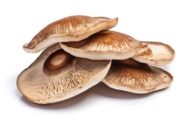 Sfondo bianco isolato Funghi Shiitake freschi