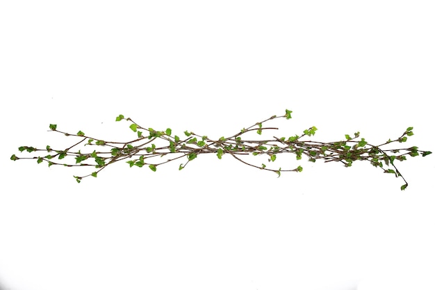 sfondo bianco rami piccole foglie primavera / isolato su bianco rami giovani con boccioli e foglie, cornice primaverile