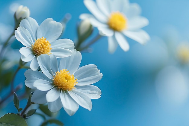 sfondo blu chiaro con bellissimi fiori