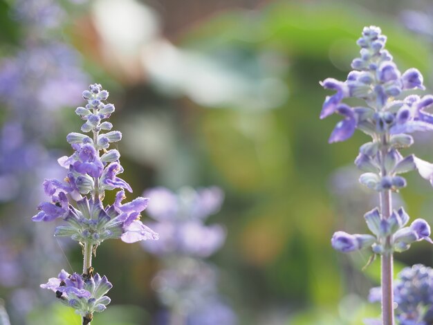 sfondo blu salvia