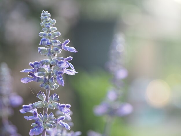 sfondo blu salvia