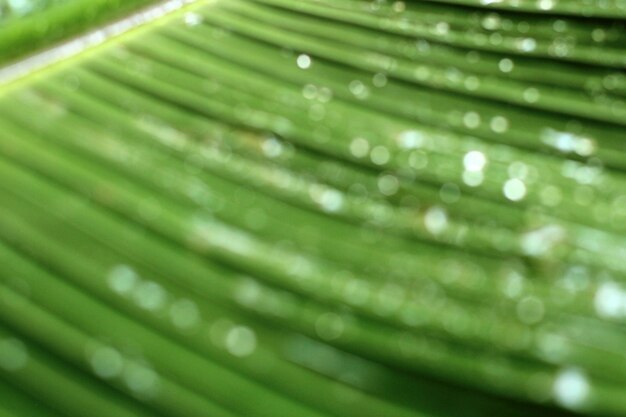 Sfondo bokeh verde, astratto bokeh verde da foglia di banana, adatto per sfondo