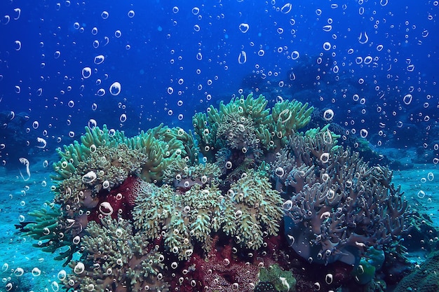 sfondo bolle d'aria subacquee barriera corallina / sfondo astratto mare, immersioni, natura, oceano