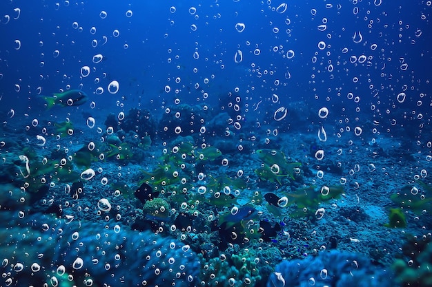 sfondo bolle d'aria subacquee barriera corallina / sfondo astratto mare, immersioni, natura, oceano