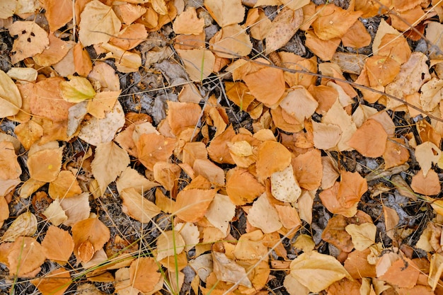 Sfondo caduto fogliame di betulla ingiallito autunno