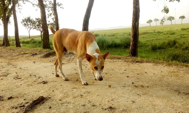 Sfondo carino per animali domestici