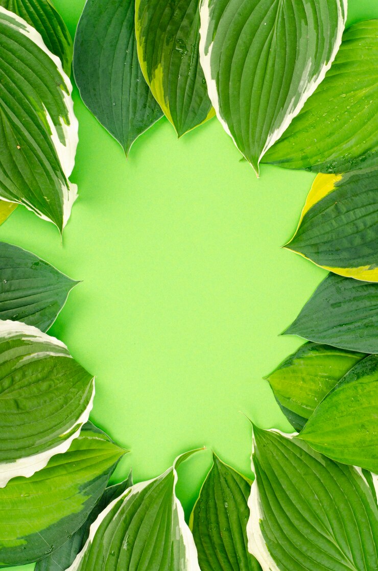 Sfondo, cartolina, banner da foglie decorative di hosta. Foto dello studio.