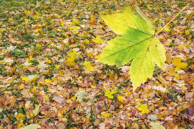 Sfondo colorato di foglie autunnali cadute Foglie di acero autunnali che cadono giacciono sul terreno Foglie di acero multicolori Sfondo di foglie di acero