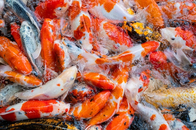 Sfondo colorato di stagno di pesci della carpa Carpa fantasia