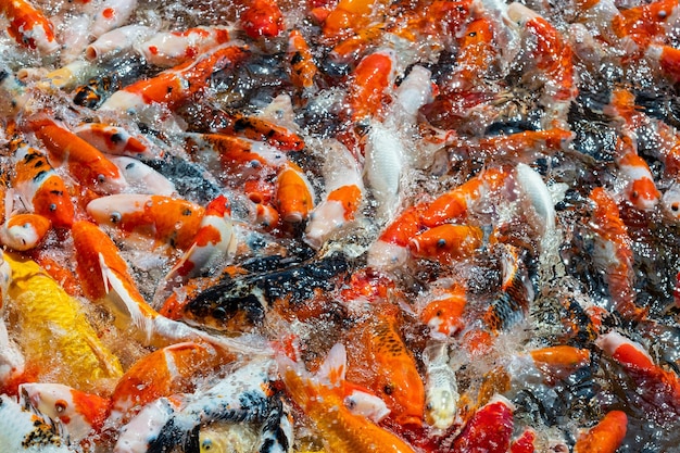 Sfondo colorato di stagno di pesci della carpa Carpa fantasia