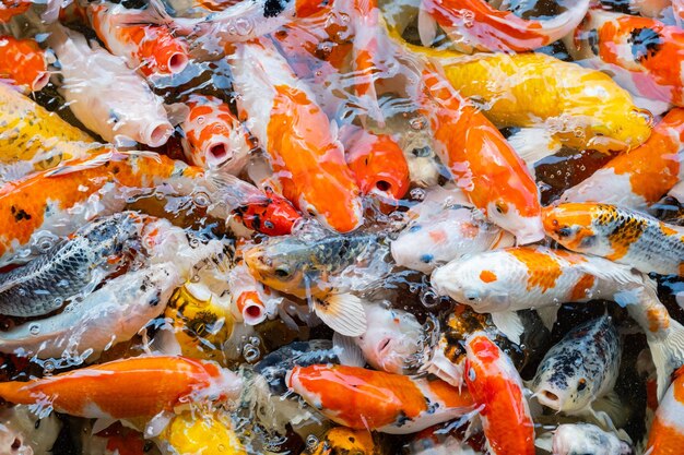 Sfondo colorato di stagno di pesci della carpa Carpa fantasia