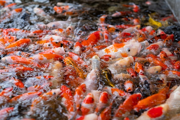 Sfondo colorato di stagno di pesci della carpa Carpa fantasia