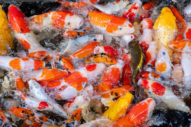 Sfondo colorato di stagno di pesci della carpa Carpa fantasia