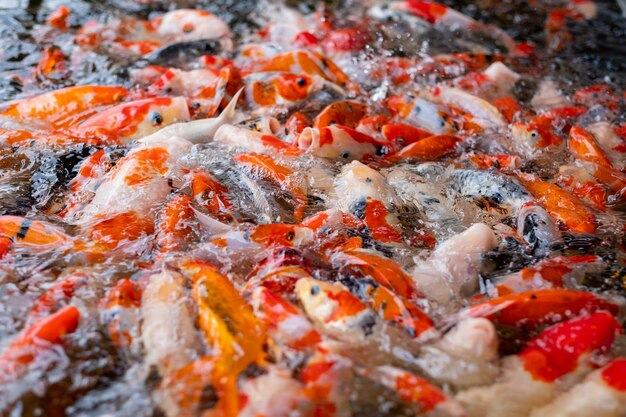 Sfondo colorato di stagno di pesci della carpa Carpa fantasia