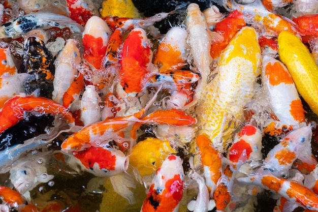 Sfondo colorato di stagno di pesci della carpa Carpa fantasia