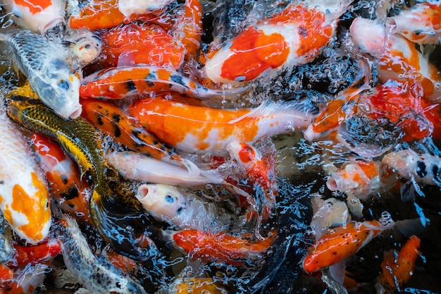Sfondo colorato di stagno di pesci della carpa Carpa fantasia