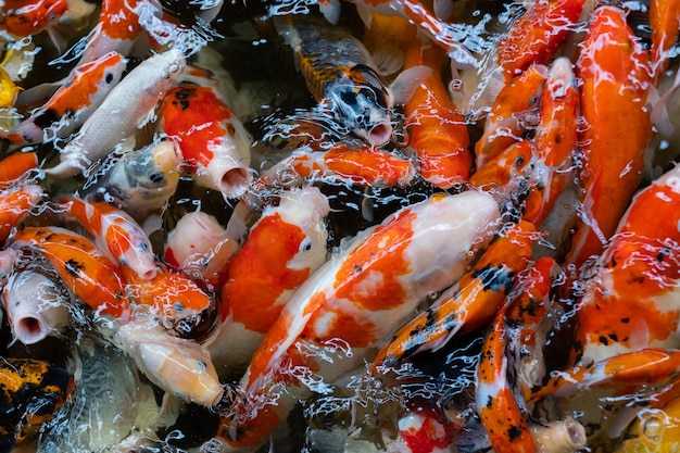 Sfondo colorato di stagno di pesci della carpa Carpa fantasia