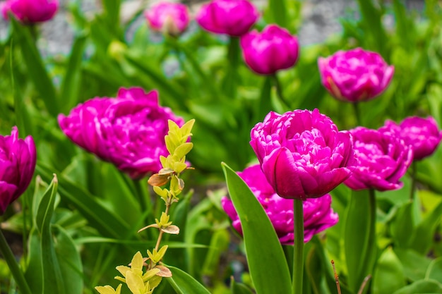 Sfondo colorato per feste o compleanni con una bellissima aiuola di tulipani rosa sfocati dai bordi ispidi