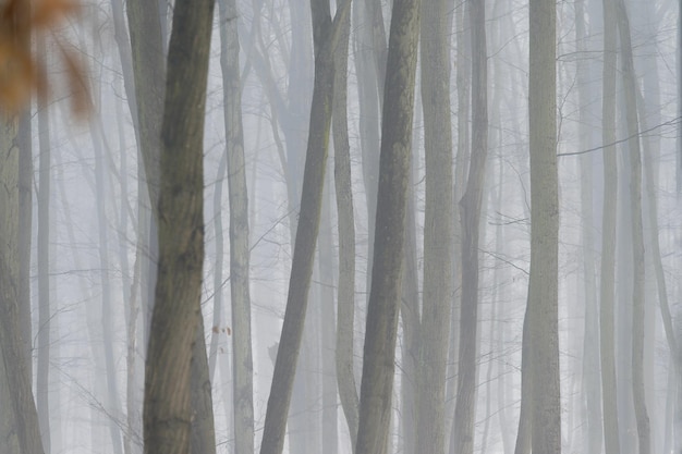 Sfondo con alberi nella nebbia Natura in inverno con tronchi d'albero Concetto di legno e ambiente