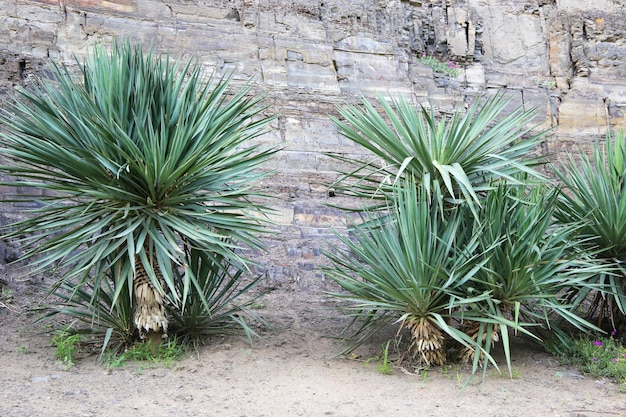 Sfondo con due palme e una roccia