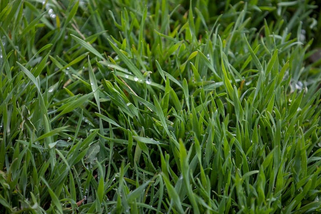 Sfondo con erba verde giovane