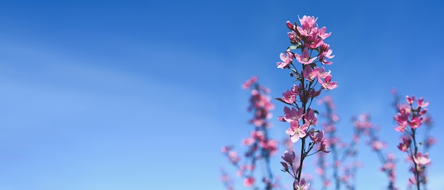 Sfondo con fiore rosa. Bella scena della natura con ramo di un albero in fiore e cielo blu.