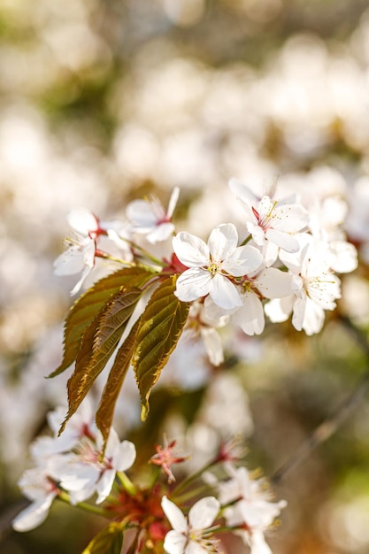 Sfondo con fiori che sbocciano in una giornata di primavera.