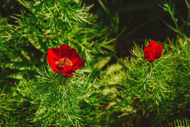 Sfondo con fiori di peonia rossa peonia