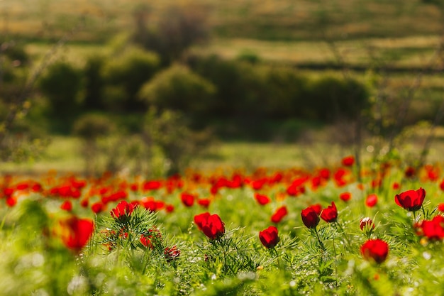 Sfondo con fiori di peonia rossa peonia