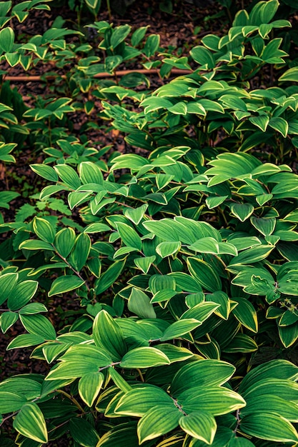 Sfondo con foglie verdi sature luminose sfondo astratto