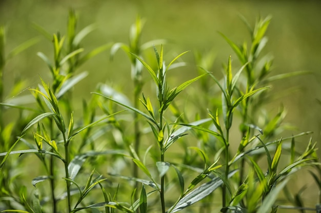 Sfondo con germogli verdi durante la primavera