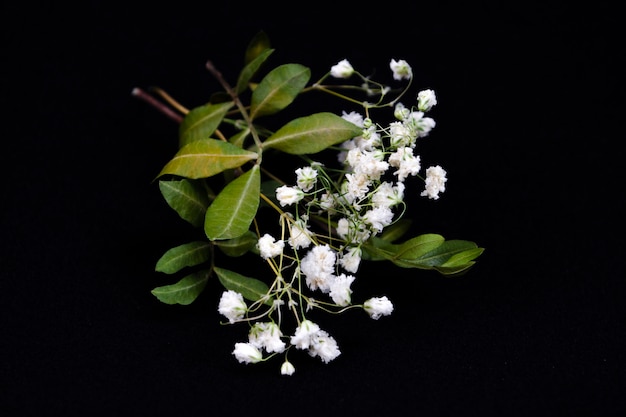 Sfondo con minuscoli fiori bianchi (gypsophila paniculata), sfocato, fuoco selettivo