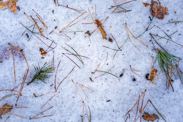 Sfondo con neve che si scioglie e foglie cadute aghi di abete di corteccia d'albero su struttura invernale di neve