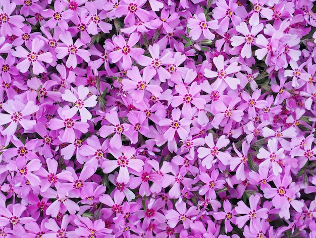 Sfondo con numerosi piccoli fiori viola phlox subulata durante una giornata di sole