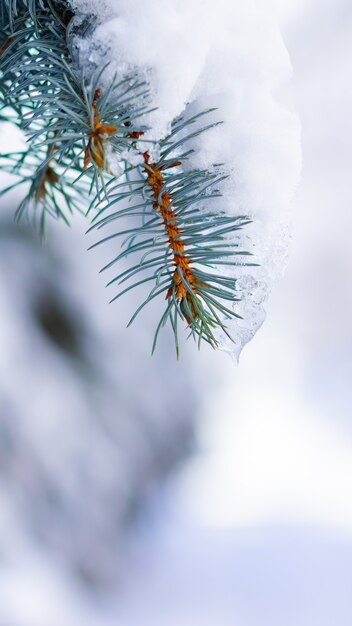 Sfondo con rami di abete innevati.