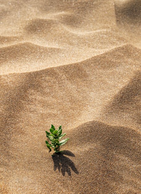 Sfondo con spiaggia di sabbia e pianta verde alzato Dune di sabbia in una soleggiata giornata estiva Orientamento verticale