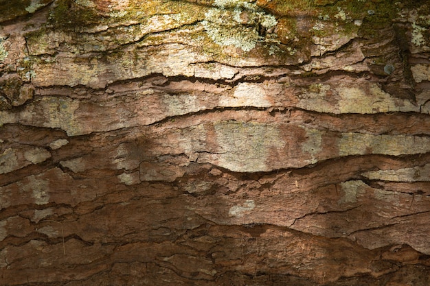 Sfondo con struttura in legno del tronco d'albero.