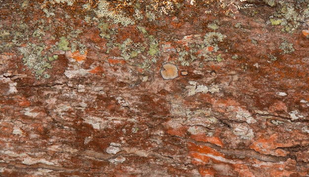 Sfondo con struttura in legno del tronco d'albero.