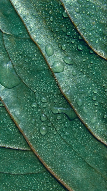 Sfondo con texture foglia verde con gocce d'acqua