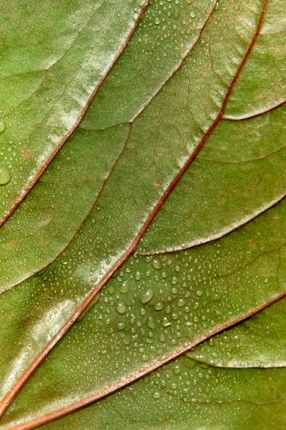 Sfondo con texture foglia verde con gocce d'acqua