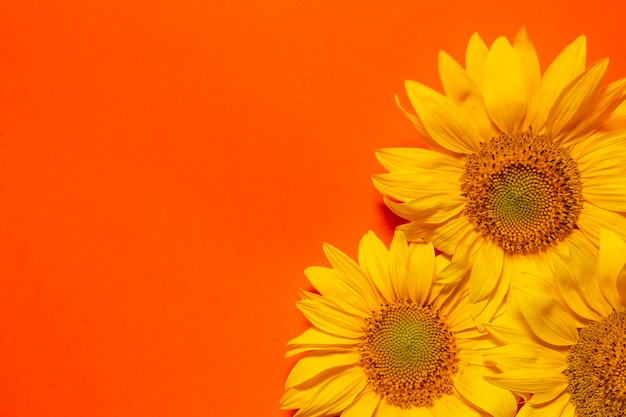 Sfondo con un bouquet di girasoli gialli