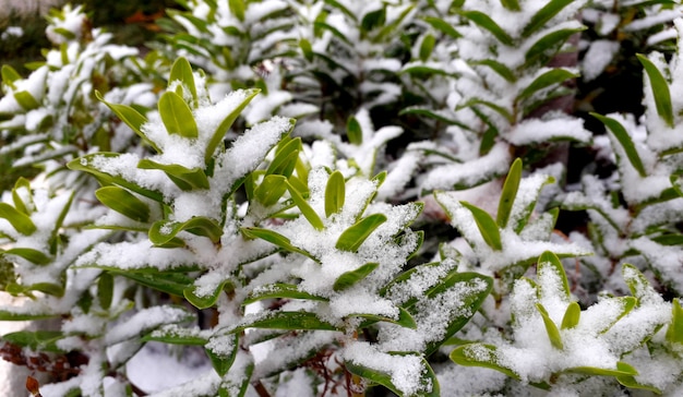 sfondo con un cespuglio verde pieno di soffice neve bianca