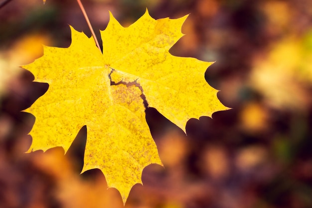 Sfondo da foglia d&#39;acero autunno